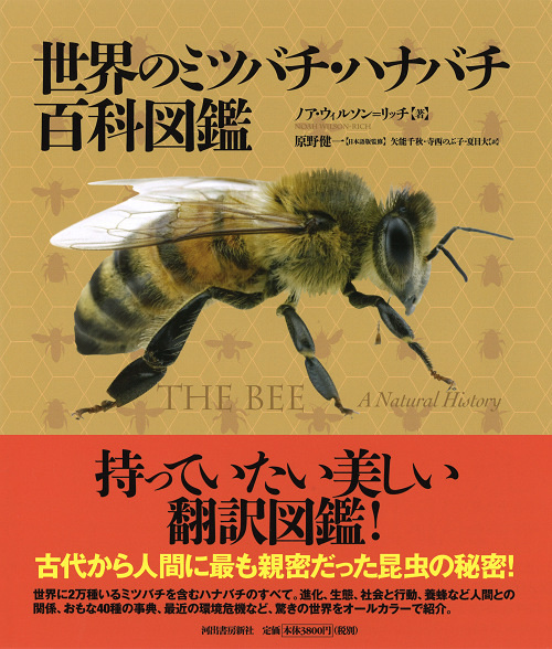 世界のミツバチ・ハナバチ百科図鑑